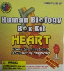 Human Biology Kit - Heart