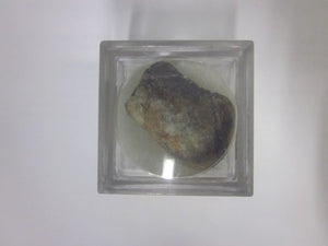 Gastropod Authentic Mineral